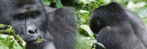 Uganda rwanda gorilla trekking safaris