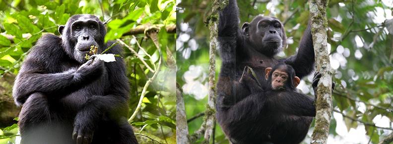 Gorilla trekking Uganda and Rwanda