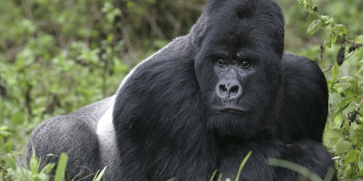 Gorilla trekking safari in Uganda